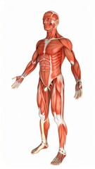 Fototapeta premium Male muscles skinless 3D model for anatomy class, over white background, no shadow