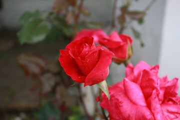 red rose in the garden