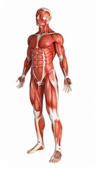 Male muscles skinless 3D model for anatomy class, over white background, no shadow