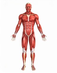Male muscles skinless 3D model for anatomy class, over white background, no shadow
