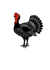 rooster isolated on white background