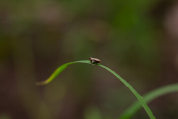 A tiny insect balances on a gracefully curved blade of grass against a soft bokeh background. A minimalist and artistic macro of nature and balance