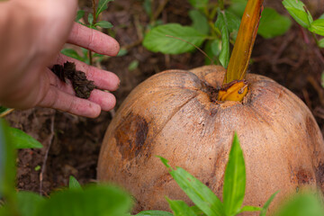 A hand adding organic compost or soil to a young coconut sapling sprouting from its seed. An image...