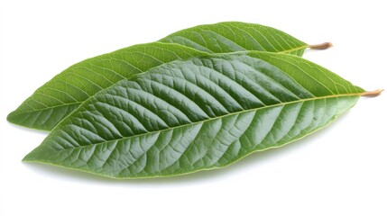 Obraz premium Vibrant Green Guava Leaves Close Up Studio Shot