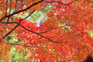 秋の紅葉の景色