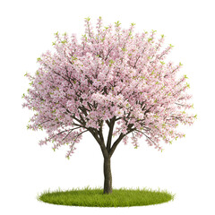 Blooming Almond Tree with Pink and White Blossoms Isolated on White
