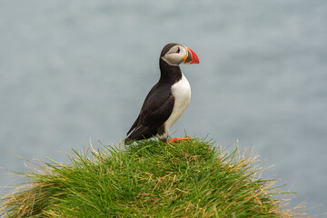 Atlantic puffin standing on a cliff overlooking the ocean