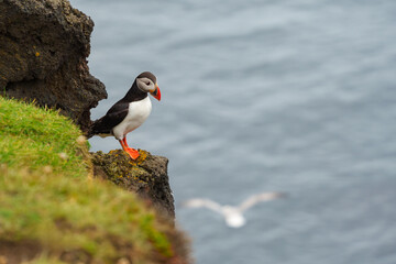 Atlantic puffin perching on cliff edge overlooking ocean