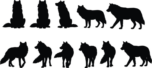 Collection of black wolf silhouette poses, walking and sitting wolves, wild animal clipart vector illustration on white background for wildlife design