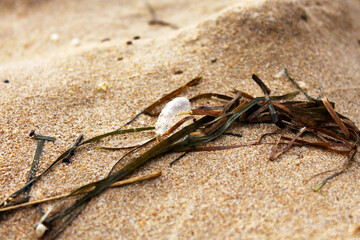 A close-up of a small shell fragment nestled in dried seaweed on a sandy beach. The image highlights natural textures and muted coastal tones, evoking calm and quiet beauty.
