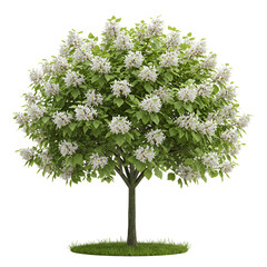 Catalpa Tree in Bloom with Elegant White Trumpet-Shaped Flowers