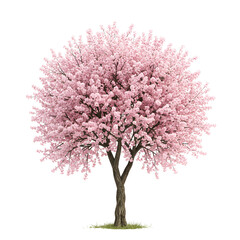 Cherry Tree with Vibrant Pink Blossoms and Twisted Trunk