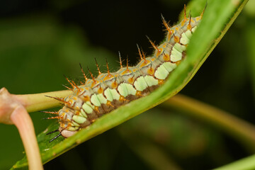 Green caterpillar crawling on fresh leaf