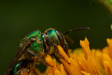 metallic green bee on yellow flower