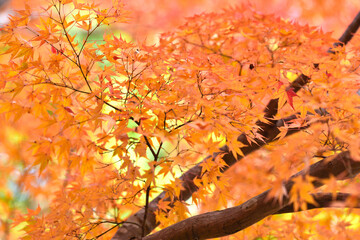 秋の紅葉の風景