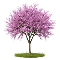Redbud Tree in Bloom with Violet-Pink Clusters on Bare Branches
