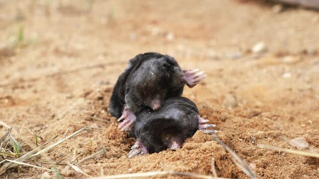 Pair mating moles on the sand background side view close-up. Breeding season. Reproduction of talpa europaea. An animal with black fur. Garden pest concept. An museum exhibit. High quality 4k footage.