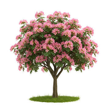 Silk Floss Tree with Large Pink Blossoms and Textured Thorny Bark