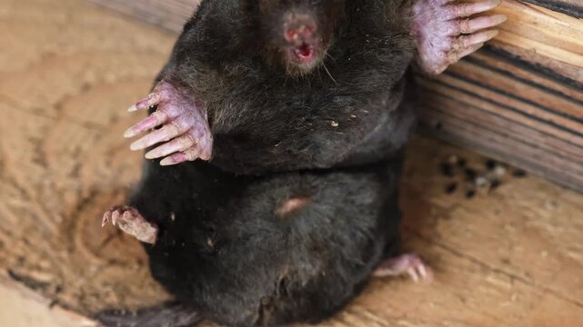 A mole sits on a wooden background as exhibit at a nature museum. Europaea talpa. Open mouth. Dead underground animal with black fur. High quality 4K footage.