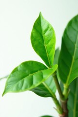 Fototapeta premium Close-up of lush Zamioculcas zamiifolia branch, white backdrop , green, balls