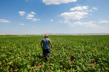 Fototapeta premium Sugar beet field harvest time