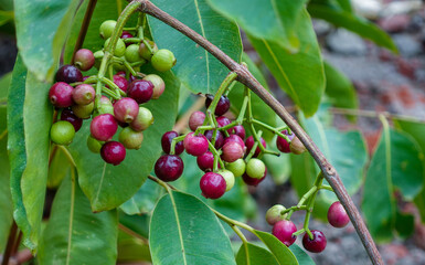 Small black-purple ripe and unripe Syzygium cumini fruits hanging on the tree. Swaying a cluster of Java plum fruits on the tree.