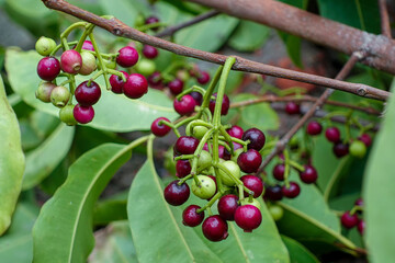 Small black-purple ripe and unripe Syzygium cumini fruits hanging on the tree. Swaying a cluster of Java plum fruits on the tree.