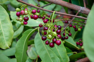 Small black-purple ripe and unripe Syzygium cumini fruits hanging on the tree. Swaying a cluster of Java plum fruits on the tree.
