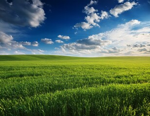 field of grass and perfect sky