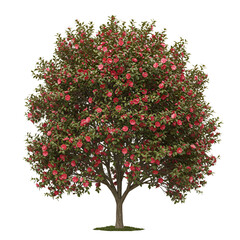 Camellia Tree with Pink to Red Blooms Isolated on White Background