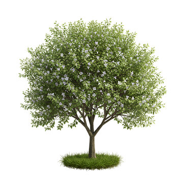 Carolina Silverbell Tree in Bloom Isolated on White Background