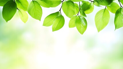 Vibrant Green Leaves Border Nature Spring Background