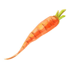 Watercolor Carrot isolated on a white background. Fresh vegetables. Watercolor botanical hand drawn illustration. Suitable for culinary designs, recipe, healthy eating, or organic food branding.