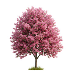 Crabapple Tree in Bright Pink Bloom