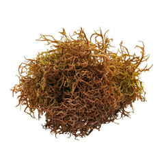 Fototapeta premium Irish Moss, Irish sea moss, Chondrus crispus, edible seaweed, purple, isolated on transparent background