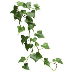 (Cayratia trifolia) liana ivy plant bush, nature frame jungle borde, isolated on transparent background
