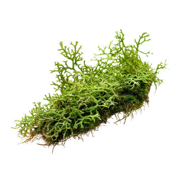 Java Moss, Breeder Tank Endlers Cryptocoryne Java Moss Aquascape, isolated on transparent background