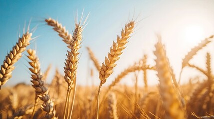 Fototapeta premium Close-Up View of Golden Wheat Ears Glimmering Under Bright Sunlight Against a Clear Blue Sky in a Scenic Agricultural Landscape