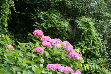 Fototapeta premium 公園でピンクの紫陽花が咲いている