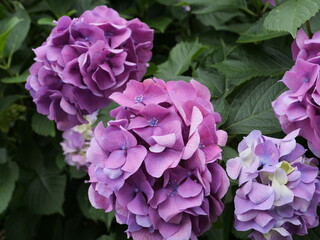 Naklejka premium 公園でピンクの紫陽花が咲いている