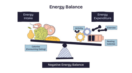 Energy balance shows the relationship between energy intake (food) and energy expenditure (activity, exercise) using a seesaw, transparent background. Doodle style diagram