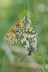 Schachbrettfalter Paarung