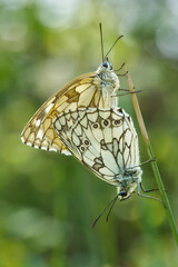 Schachbrettfalter Paarung