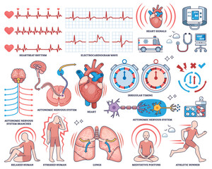 Heart rate variability collection shows heart, ECG waves, and autonomic nervous system in a clear outline style for health monitoring, transparent background. Outline style collection