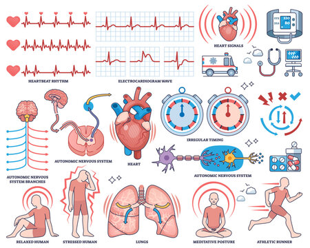 Heart rate variability collection shows heart, ECG waves, and autonomic nervous system in a clear outline style for health monitoring, transparent background. Outline style collection