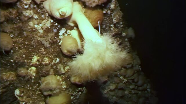 In frigid waters of White Sea, spider crabs navigate icy ocean floor, scavenging for sustenance among intriguing marine life. Witness their remarkable adaptations to this harsh environment.