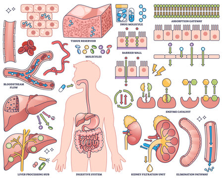 Pharmacokinetics illustrates drug absorption, metabolism, and elimination with organs, molecules, and pathways, transparent background. Outline style collection