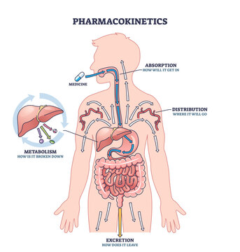 Pharmacokinetics shows how medicine is absorbed, distributed, metabolized, and excreted in the human body, transparent background.Key objects, arrows, organs, medicine.