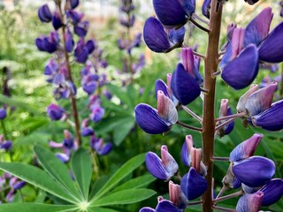 blue and purple lupines blooming in tall grass close up