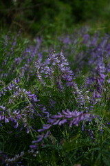 Fototapeta premium A field of vibrant purple flowers, possibly vetch, with long green stems, creating a natural, soft focus.